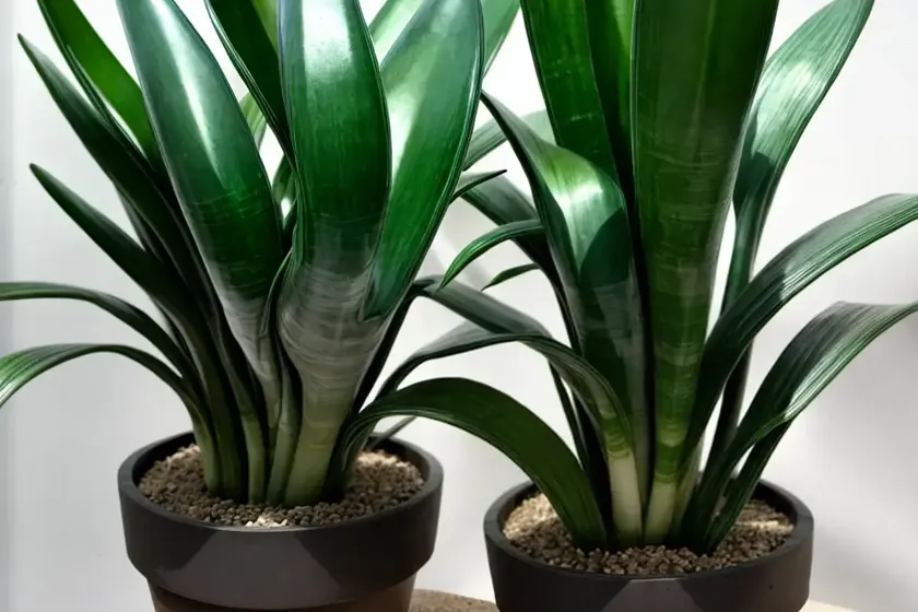 Sansevieria jade hahnii (sansevieria hahnii) — photo 3