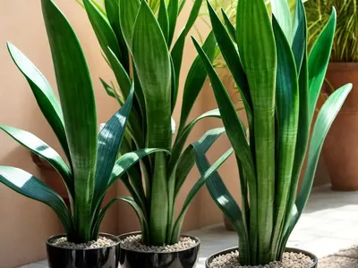 Sansevieria Jade Hahnii (Sansevieria Hahnii)