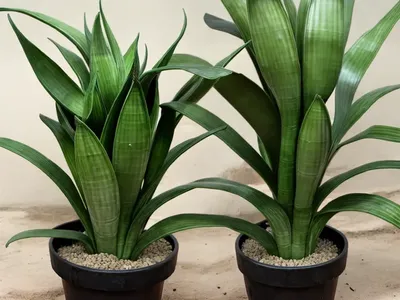 Sansevieria Moonshine (Sansevieria Moonshine)