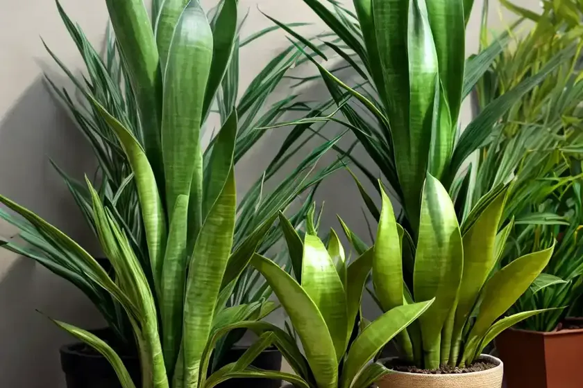 Sansevieria zeylanica (sansevieria zeylanica) — photo 3