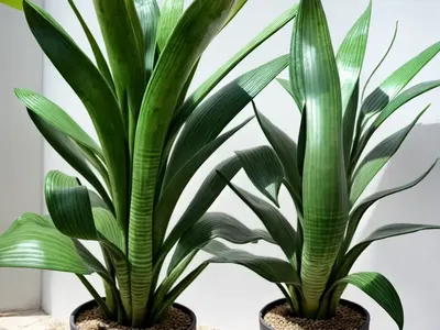 Sansevieria Zeylanica (Sansevieria Zeylanica)