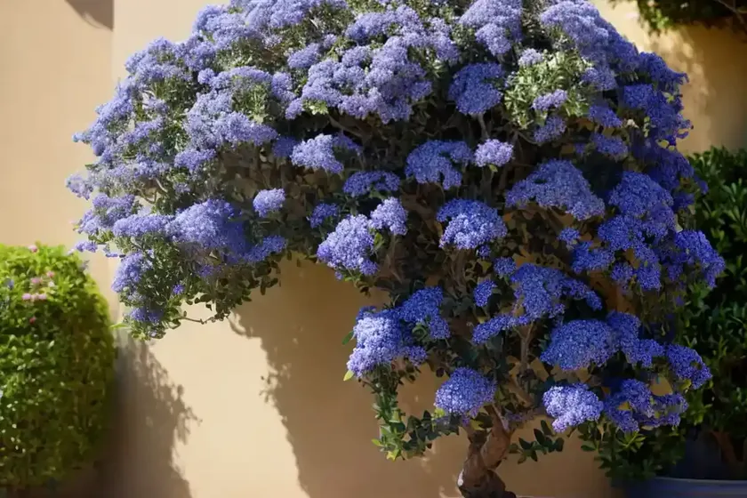 Santa barbara (ceanothus impressus) — photo 2