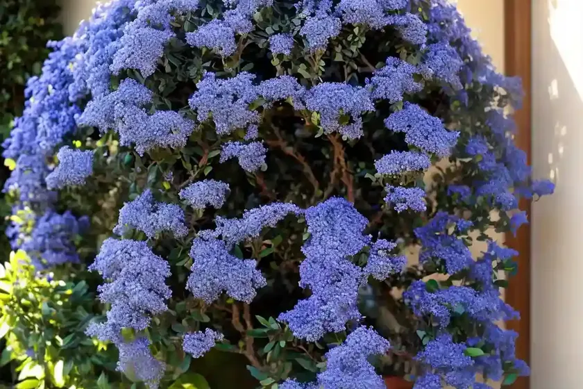 Santa barbara (ceanothus impressus) — photo 3