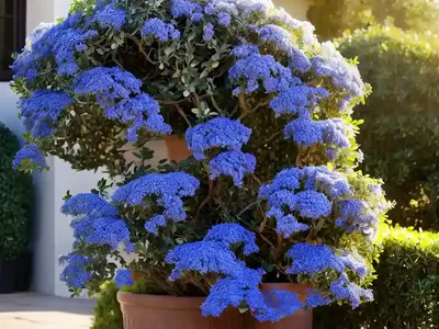 Santa Barbara (Ceanothus Impressus)