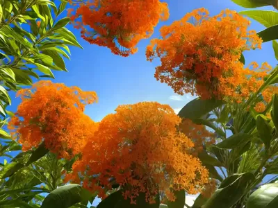 Santos Mahogany (Myroxylon Balsamum)