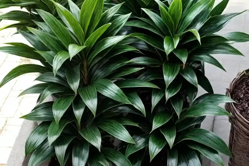 Sarcococca confusa (sweet box) — photo 2