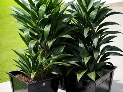 Sarcococca Confusa (Sweet Box)