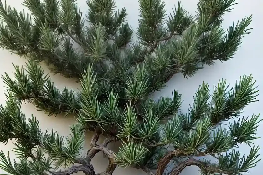 Sargent juniper (juniperus chinensis var. sargentii ‘glauca’) — photo 2
