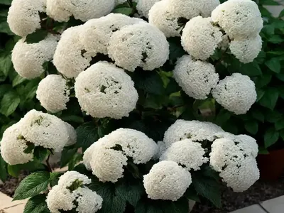 Sargent Viburnum (Viburnum Sargentii)