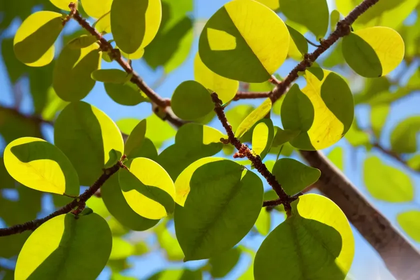 Sassafras (sassafras albidum) — photo 2
