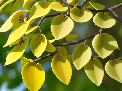 Sassafras (Sassafras Albidum)