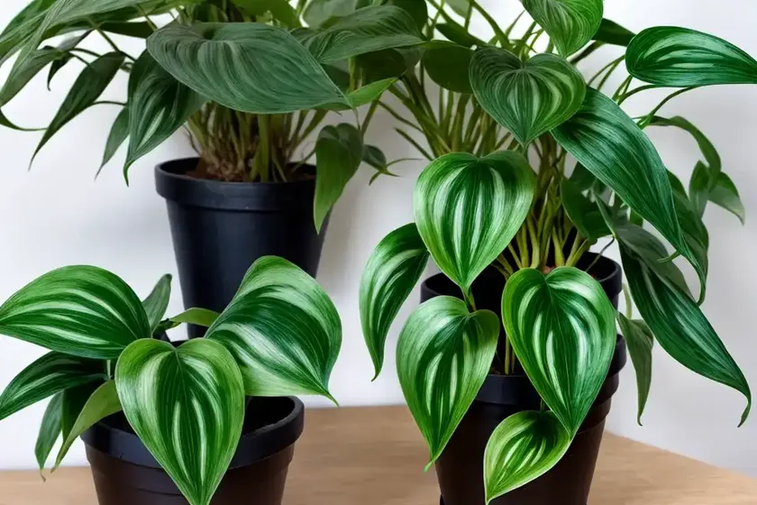 Satin pothos (scindapsus pictus) — photo 2