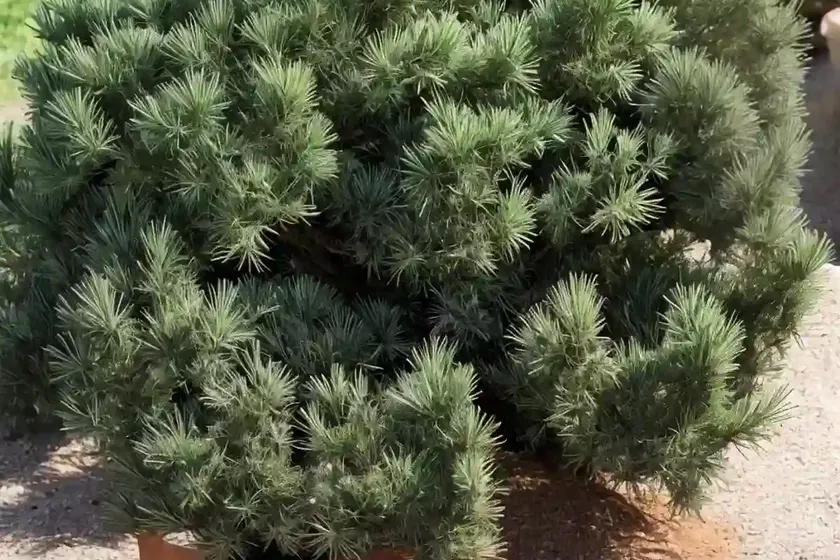 Savin juniper (juniperus sabina ‘monard’ moor-dense) — photo 2