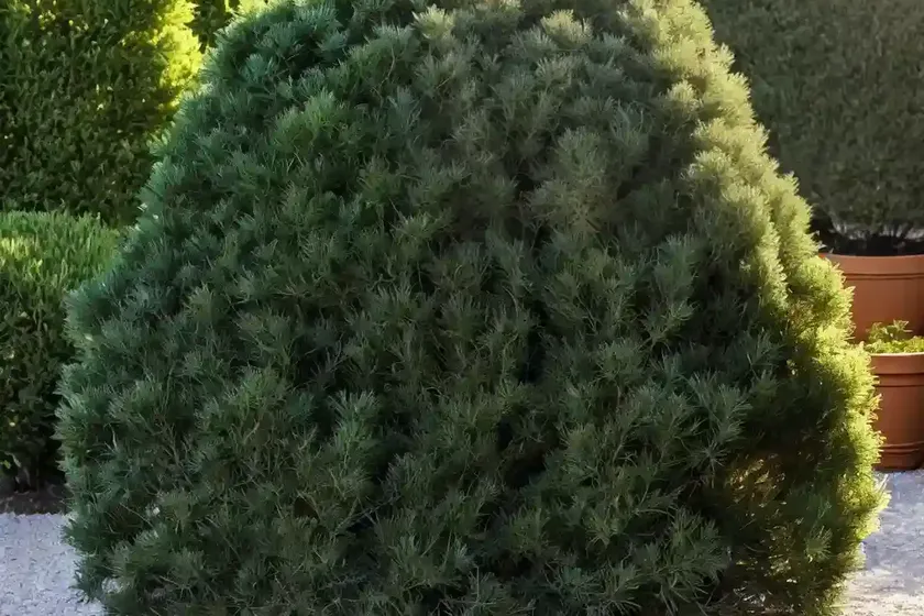 Savin juniper (juniperus sabina ‘monard’ moor-dense) — photo 3