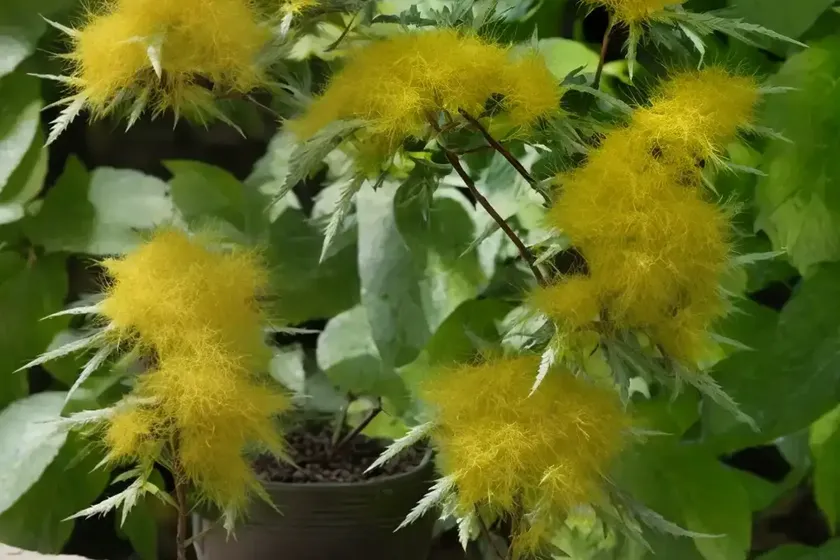 Saw toothed azara (azara serrata) — photo 3