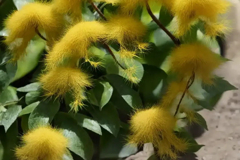 Saw toothed azara (azara serrata andean gold) — photo 2