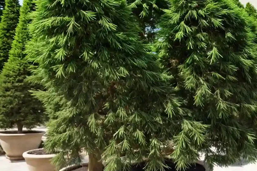 Sawara cypress (chamaecyparis pisifera) — photo 2