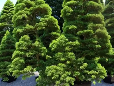 Sawara Cypress (Chamaecyparis Pisifera)