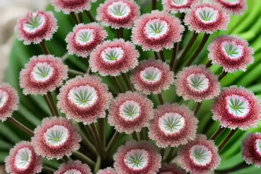 Saxifraga longifolia (encrusted saxifrage) — photo 3