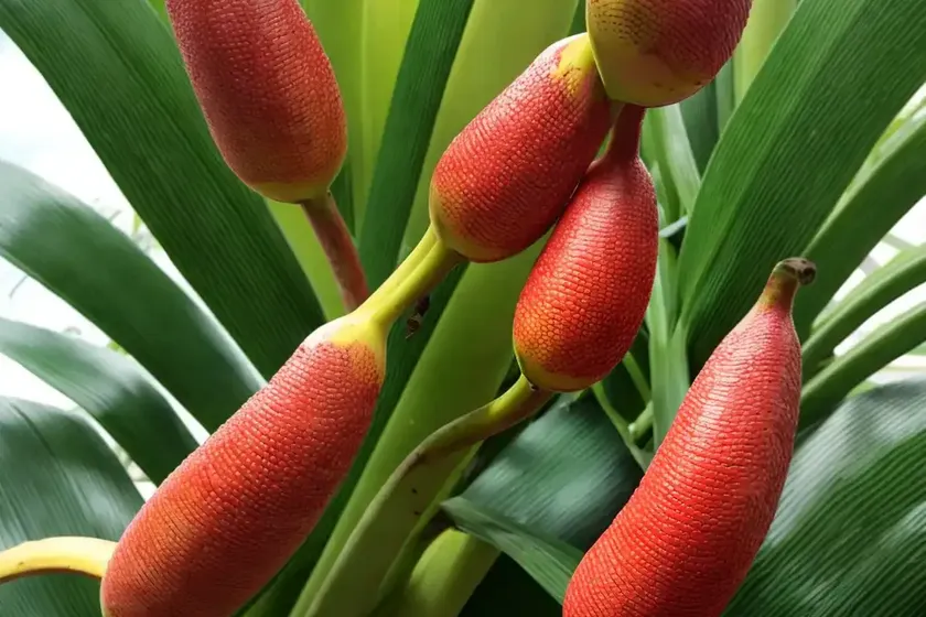 Scarlet banana (musa coccinea) — photo 2