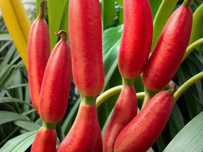 Scarlet Banana (Musa Coccinea)