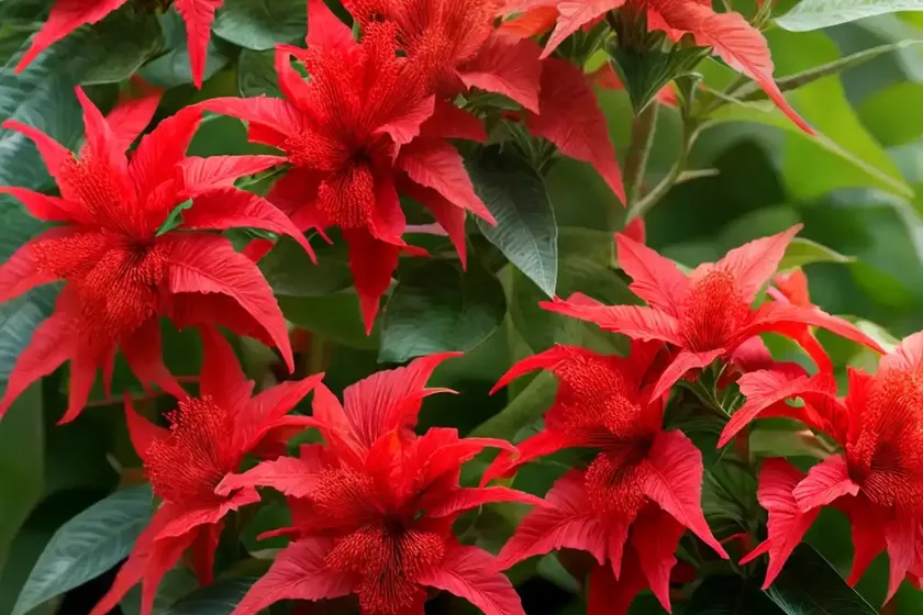 Scarlet bush (hamelia patens ‘grelmsiz’) — photo 2