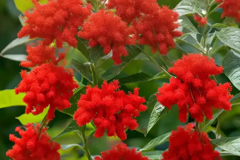 Scarlet bush (hamelia patens ‘grelmsiz’) — photo 3