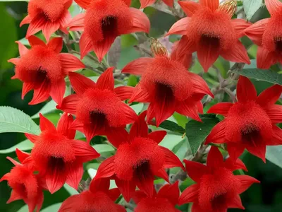 Scarlet Bush (Hamelia Patens ‘grelmsiz’)
