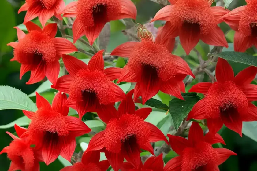 Scarlet bush (hamelia patens ‘grelmsiz’)