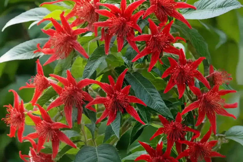 Scarlet bush (hamelia patens ‘grelmsiz’ lime sizzler) — photo 2