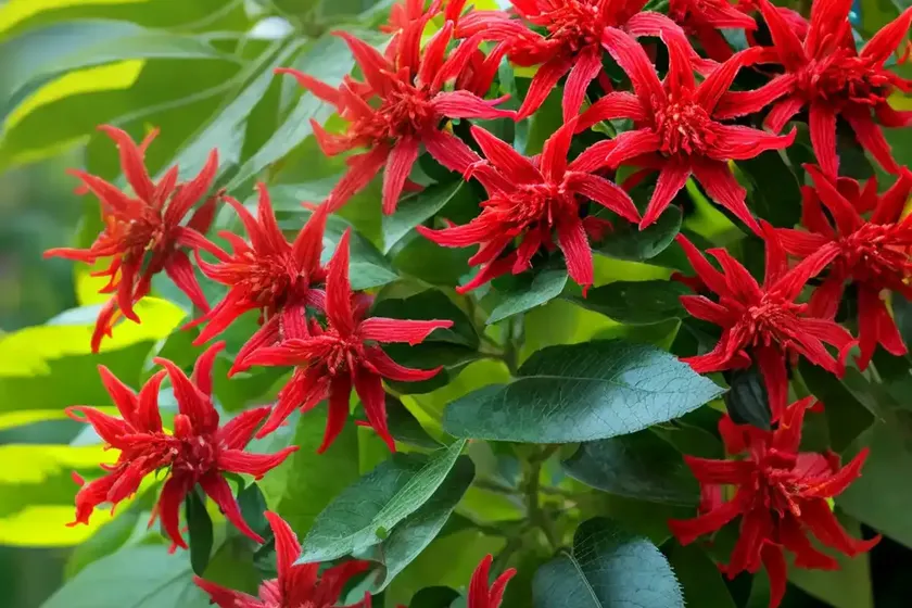 Scarlet bush (hamelia patens ‘grelmsiz’ lime sizzler) — photo 3