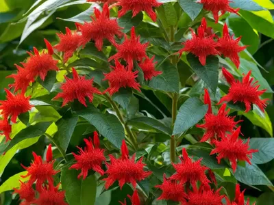 Scarlet Bush (Hamelia Patens ‘Grelmsiz’ LIME SIZZLER)