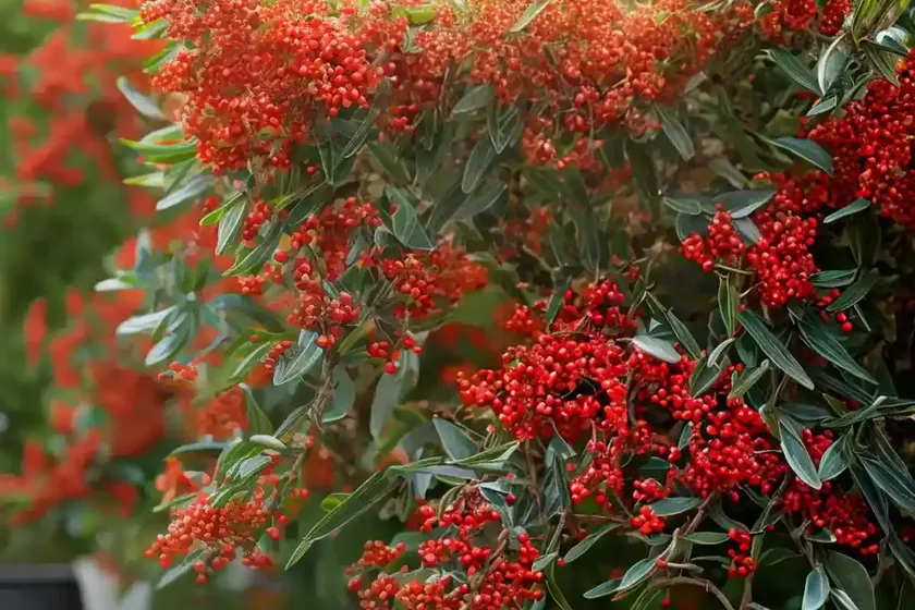 Scarlet firethorn (pyracantha coccinea) — photo 2