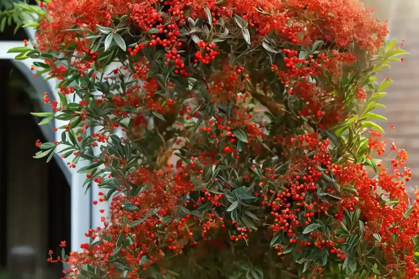 Scarlet firethorn (pyracantha coccinea) — photo 3
