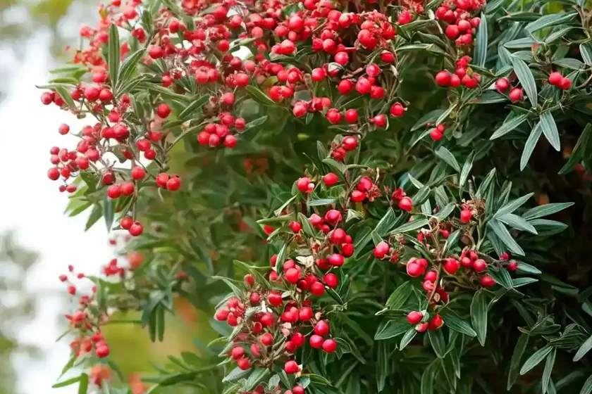 Scarlet firethorn (pyracantha coccinea) — photo 2