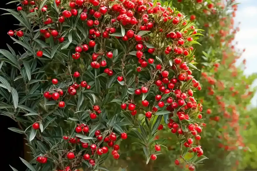 Scarlet firethorn (pyracantha coccinea) — photo 3