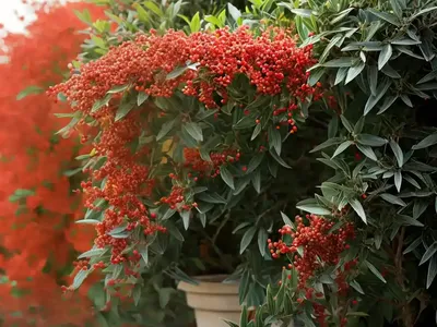 Scarlet Firethorn (Pyracantha Coccinea)