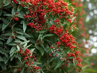 Scarlet Firethorn (Pyracantha Coccinea)