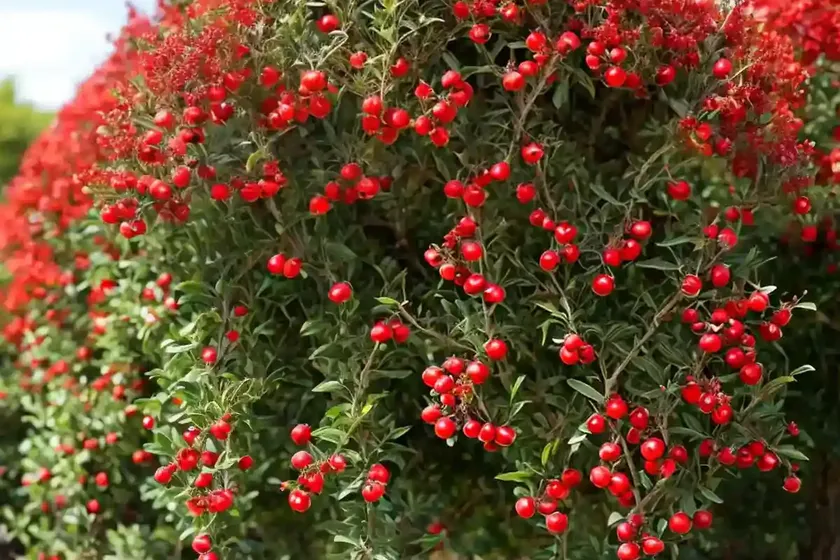Scarlet firethorn (pyracantha coccinea ‘lowboy’) — photo 2