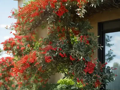 Scarlet Firethorn (Pyracantha Coccinea ‘Lowboy’)