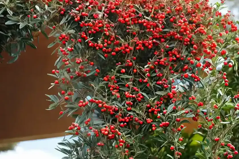 Scarlet firethorn (pyracantha coccinea ‘rutgers’) — photo 3