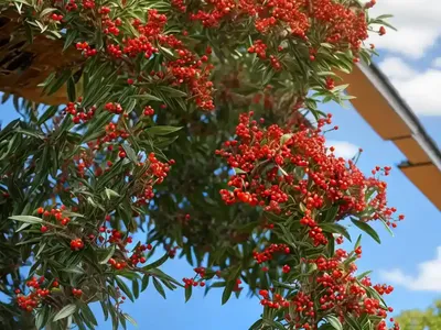 Scarlet Firethorn (Pyracantha Coccinea ‘Rutgers’)