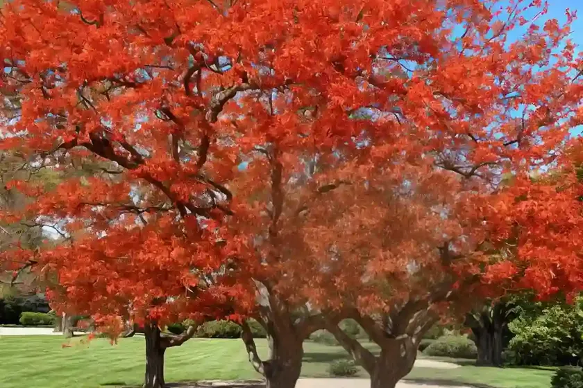 Scarlet Oak (Quercus Coccinea) — photo 2
