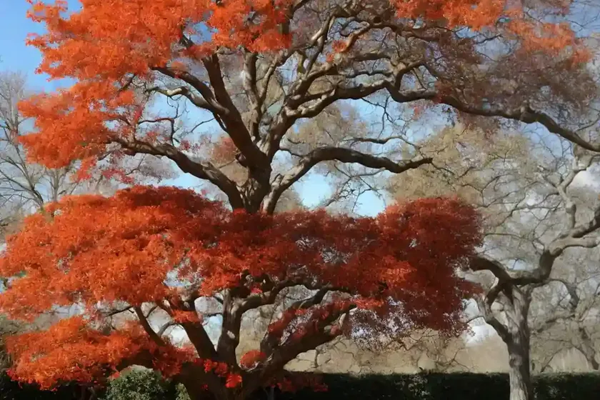 Scarlet Oak (Quercus Coccinea) — photo 3