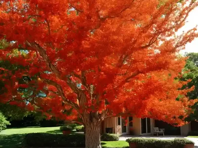 Scarlet Oak (Quercus Coccinea)
