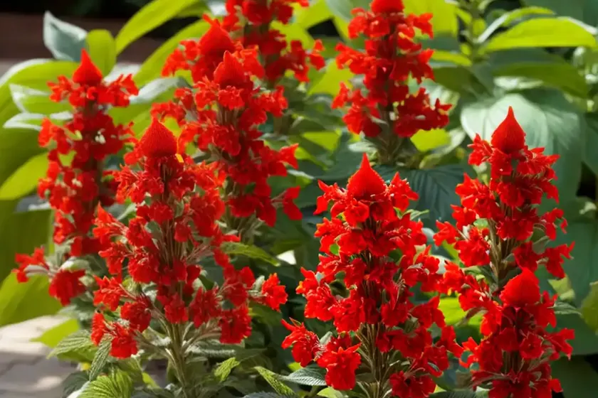 Scarlet sage (salvia splendens) — photo 3