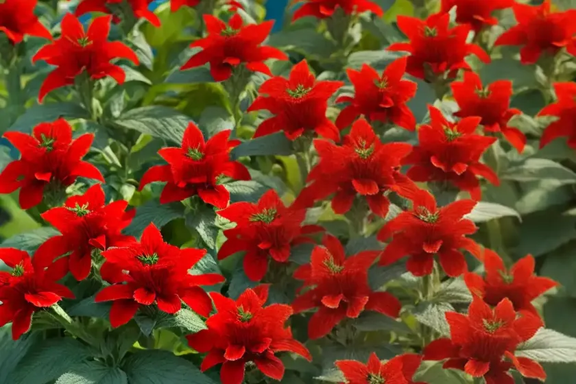 Scarlet sage (salvia splendens)