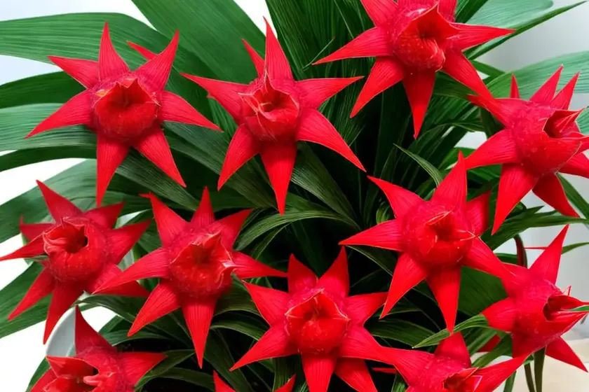 Scarlet star (guzmania lingulata) — photo 3