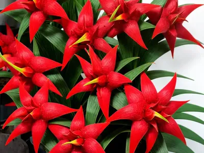 Scarlet Star (Guzmania Lingulata)