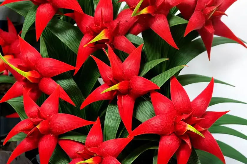 Scarlet star (guzmania lingulata)